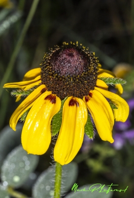 Brown Eye Susan Mary 2025